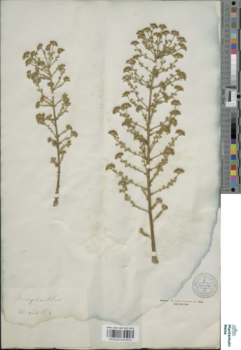Aralia mandschurica (Manchurian Angelica Tree) — photo