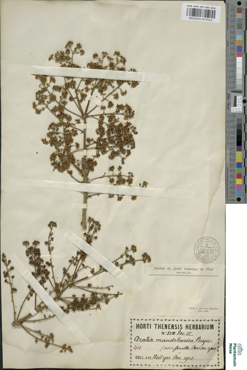 Aralia mandschurica