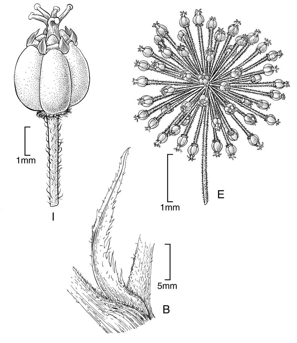 Aralia schmidtii