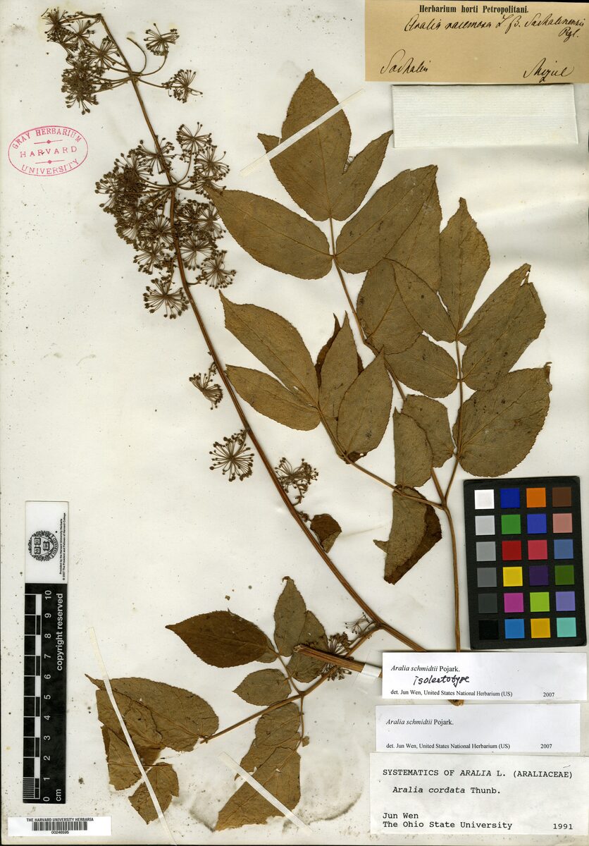 Aralia schmidtii (Sakhalin Spikenard) — photo