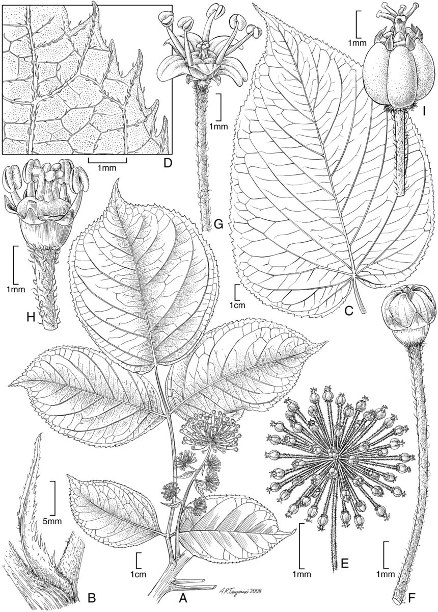 Aralia schmidtii (Sakhalin Spikenard) — photo