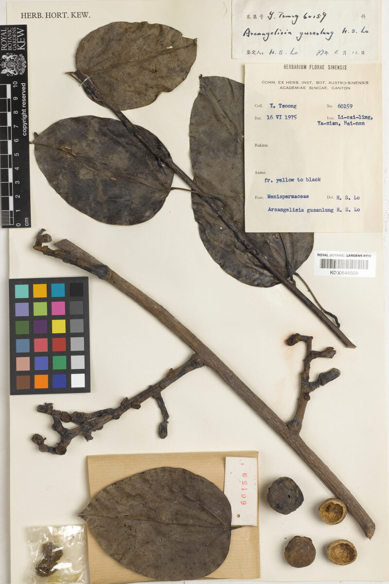 Arcangelisia gusanlung