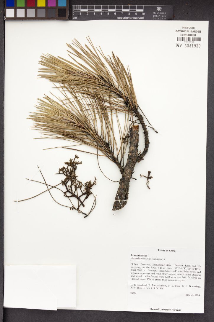 Arceuthobium pini — photo