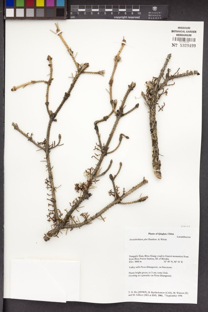 Arceuthobium pini — photo