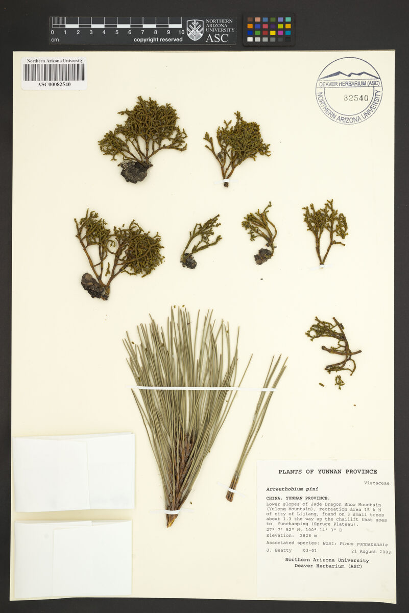 Arceuthobium pini