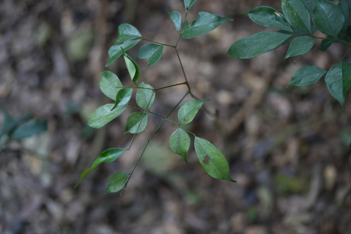 Archidendron sp. (14598/DCRS 536)