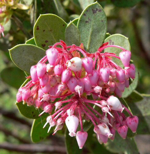Arctostaphylos pringlei (Stickleaf Manzanita) — photo