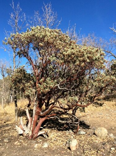Arctostaphylos pringlei (Stickleaf Manzanita) — photo