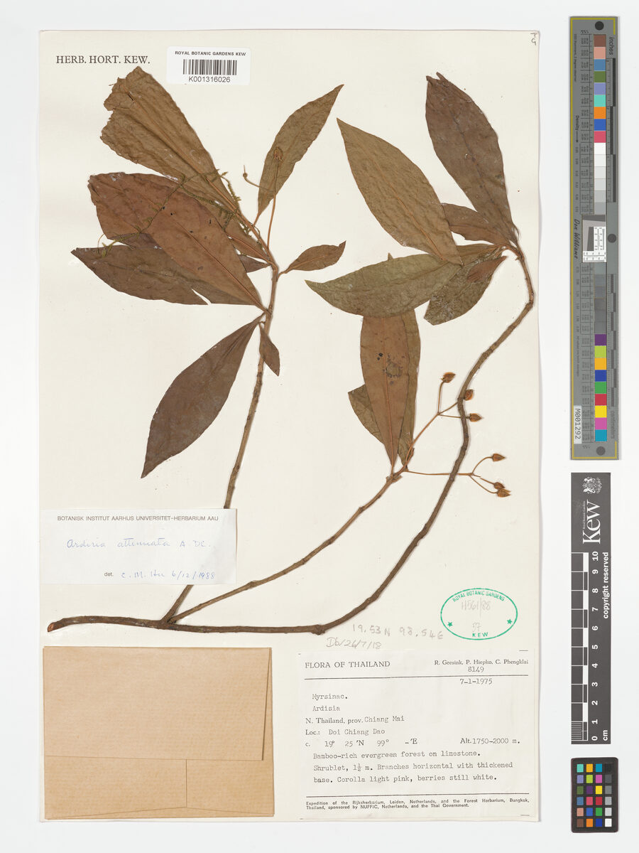 Ardisia amherstiana var. pubescens