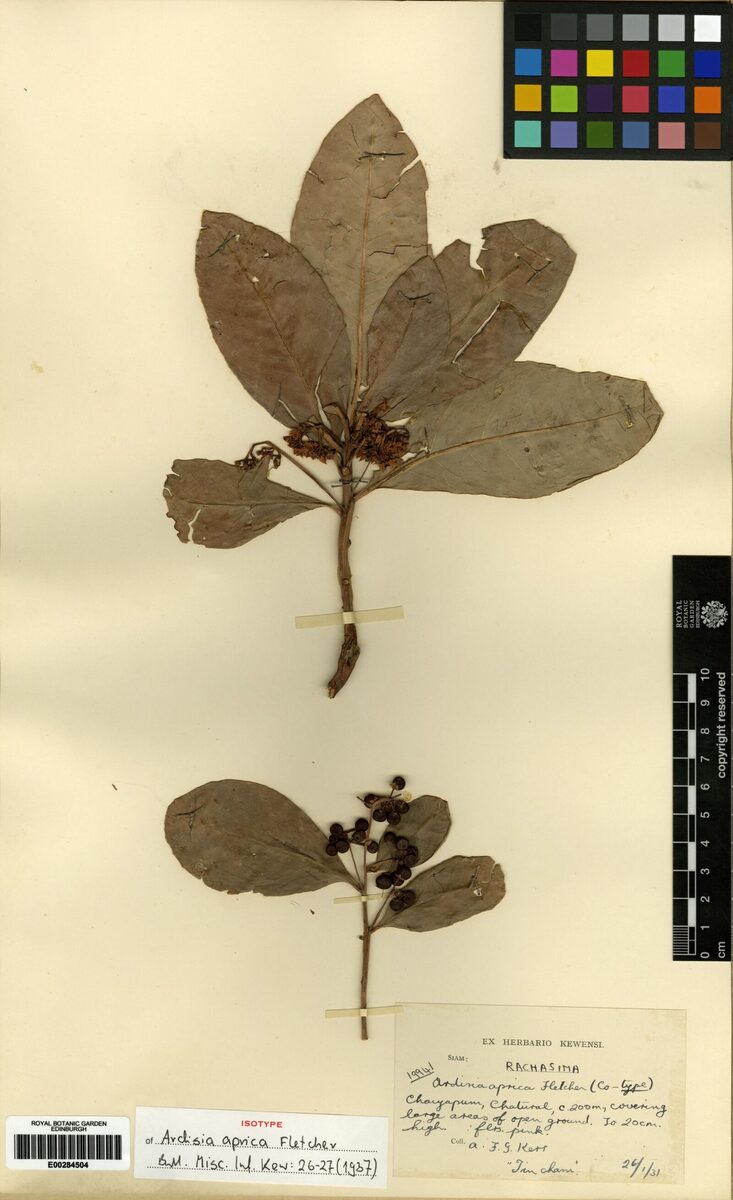 Ardisia aprica