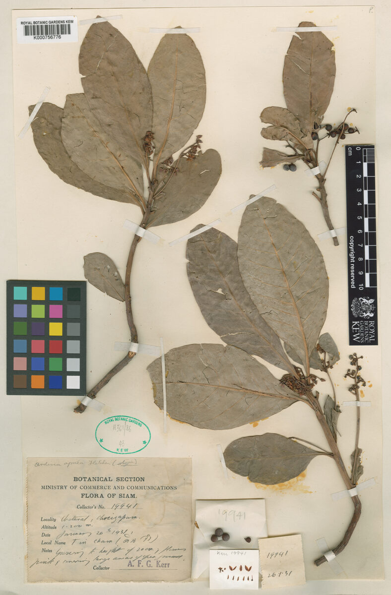 Ardisia aprica — photo
