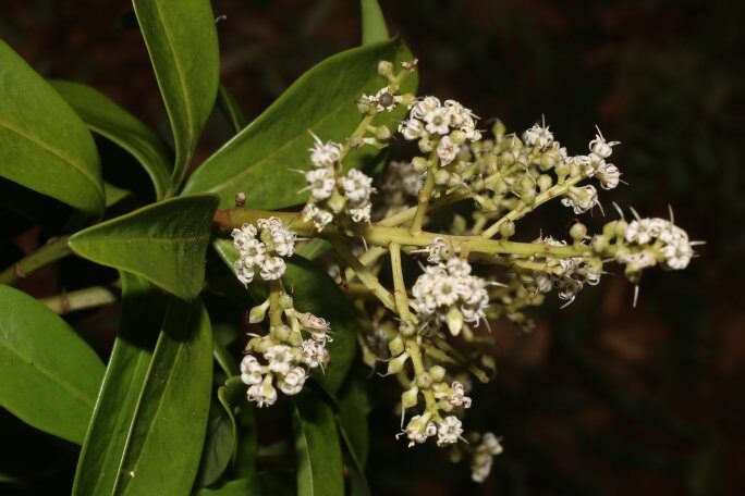 Ardisia bracteosa (Dense flower ardisia) — photo