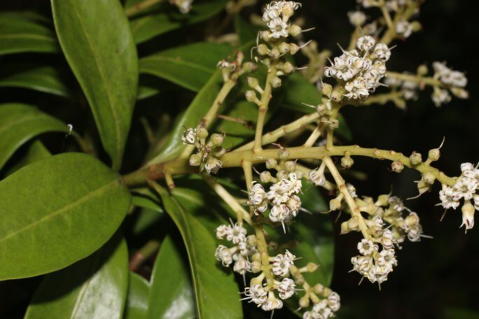 Ardisia bracteosa (Dense flower ardisia) — photo