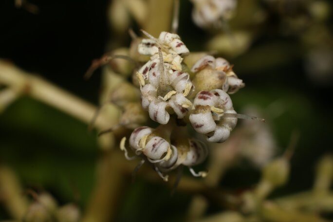 Ardisia bracteosa