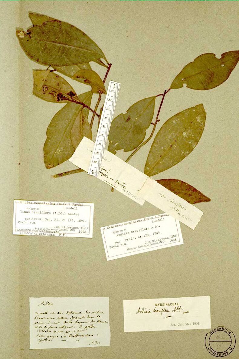 Ardisia esculenta — photo