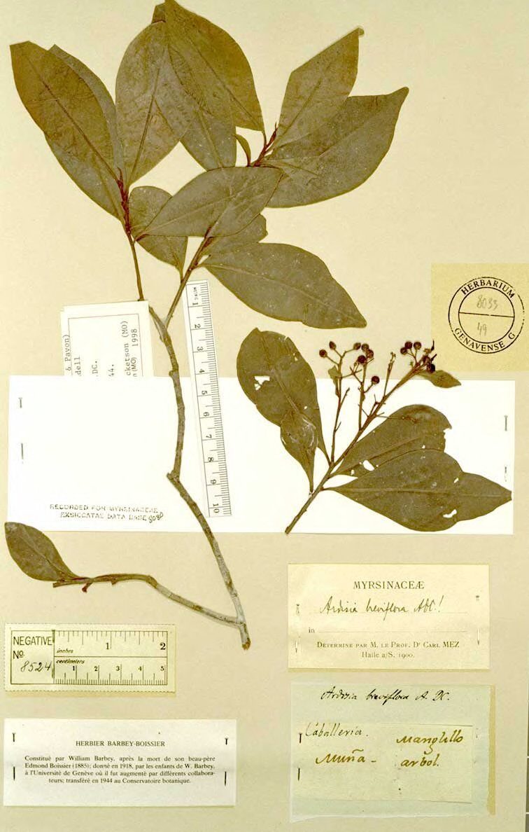 Ardisia esculenta — photo