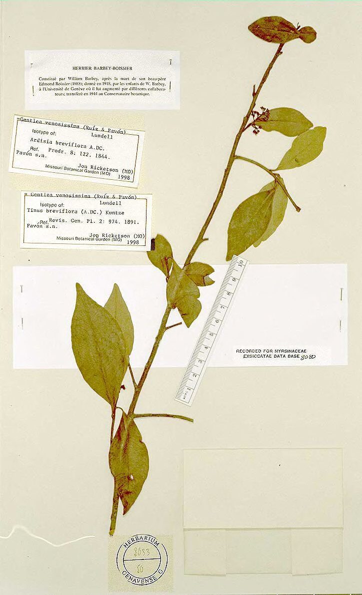Ardisia esculenta