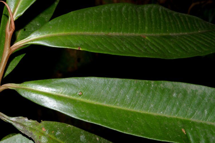Ardisia fimbrillifera (Fimbriate ardisia) — photo