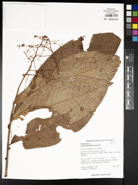 Ardisia fimbrillifera (Fimbriate ardisia) — photo