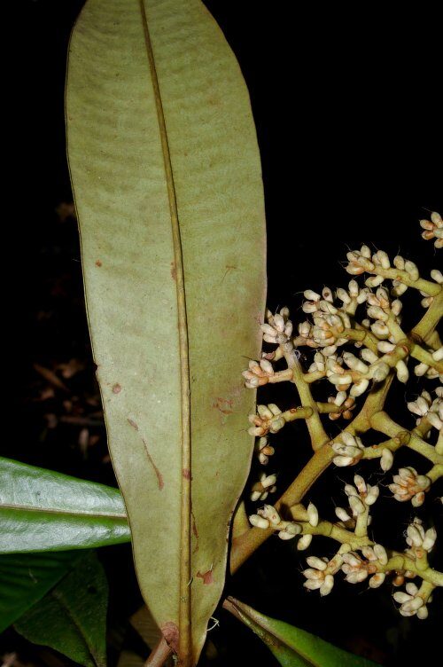 Ardisia fimbrillifera