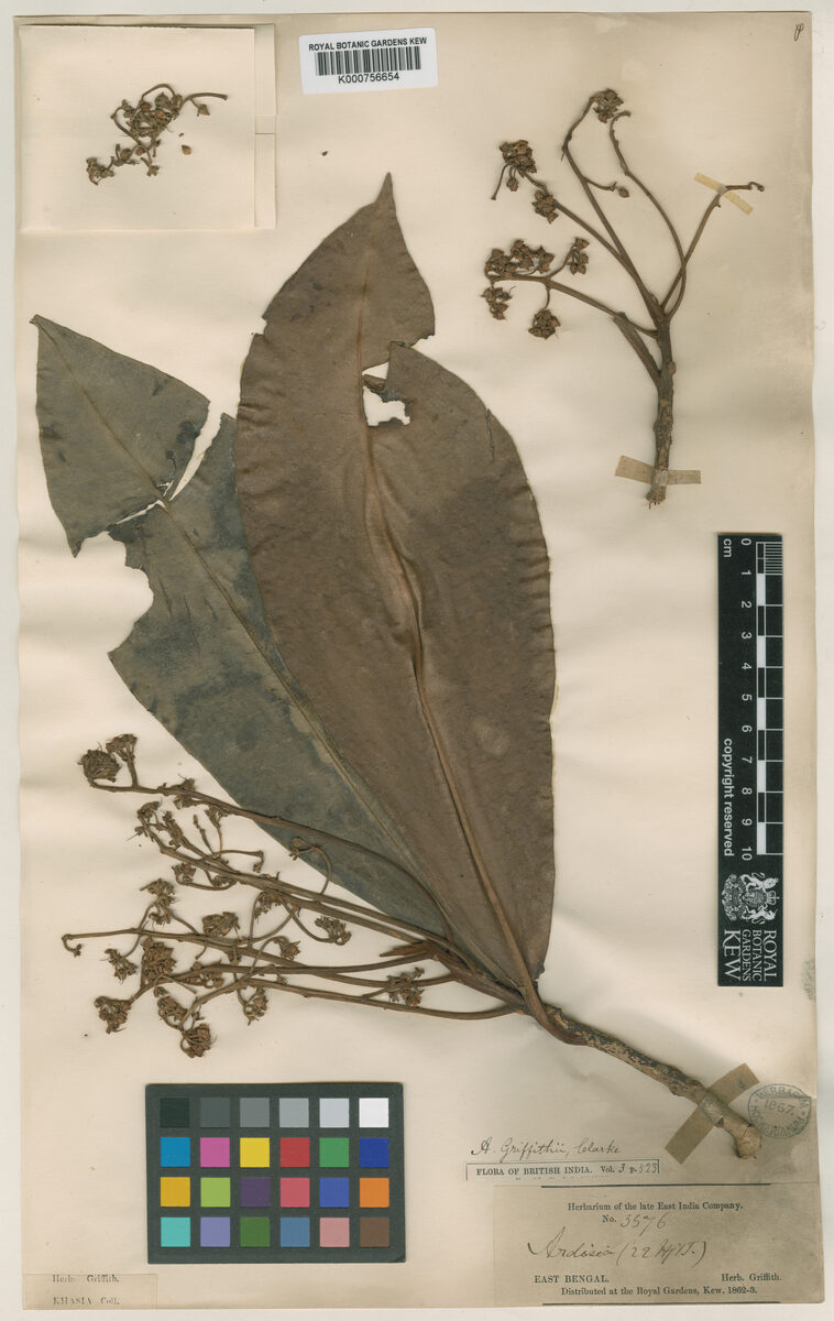 Ardisia griffithii — photo
