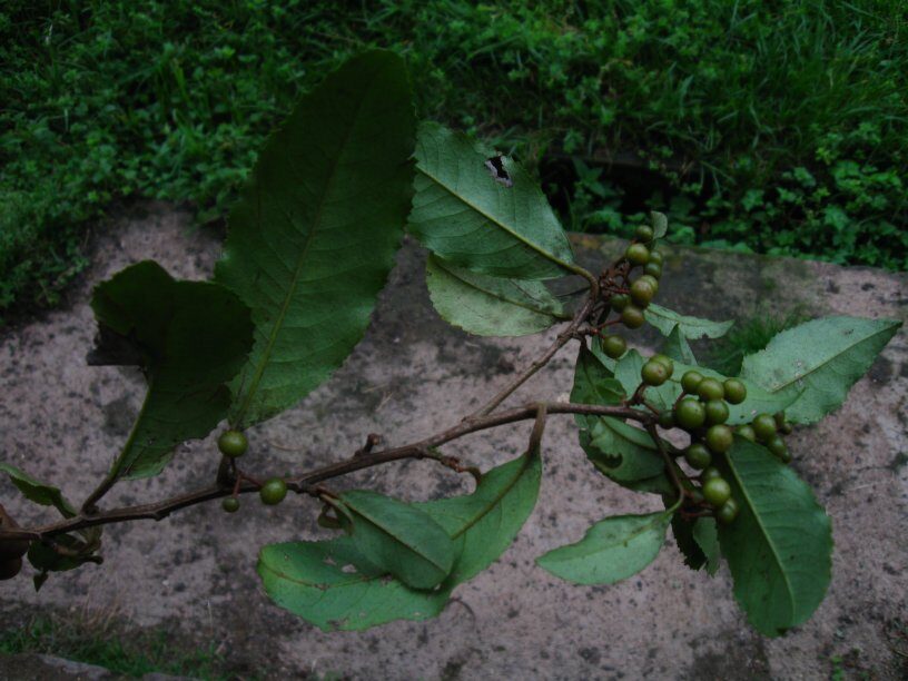 Ardisia kivuensis — photo
