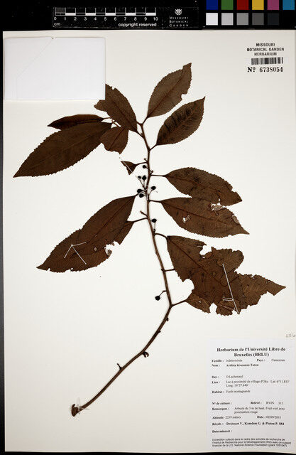Ardisia kivuensis — photo