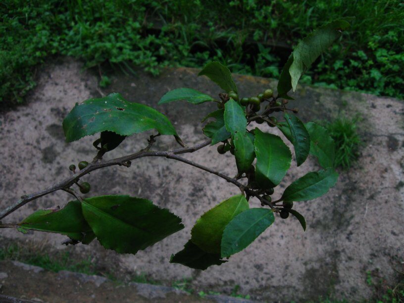 Ardisia kivuensis