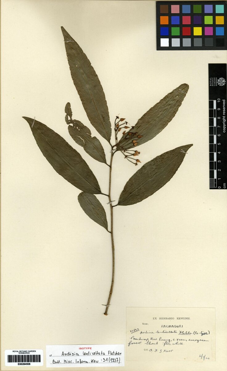 Ardisia lenticellata — photo