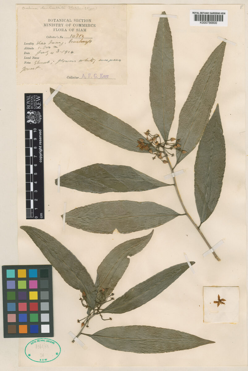 Ardisia lenticellata — photo