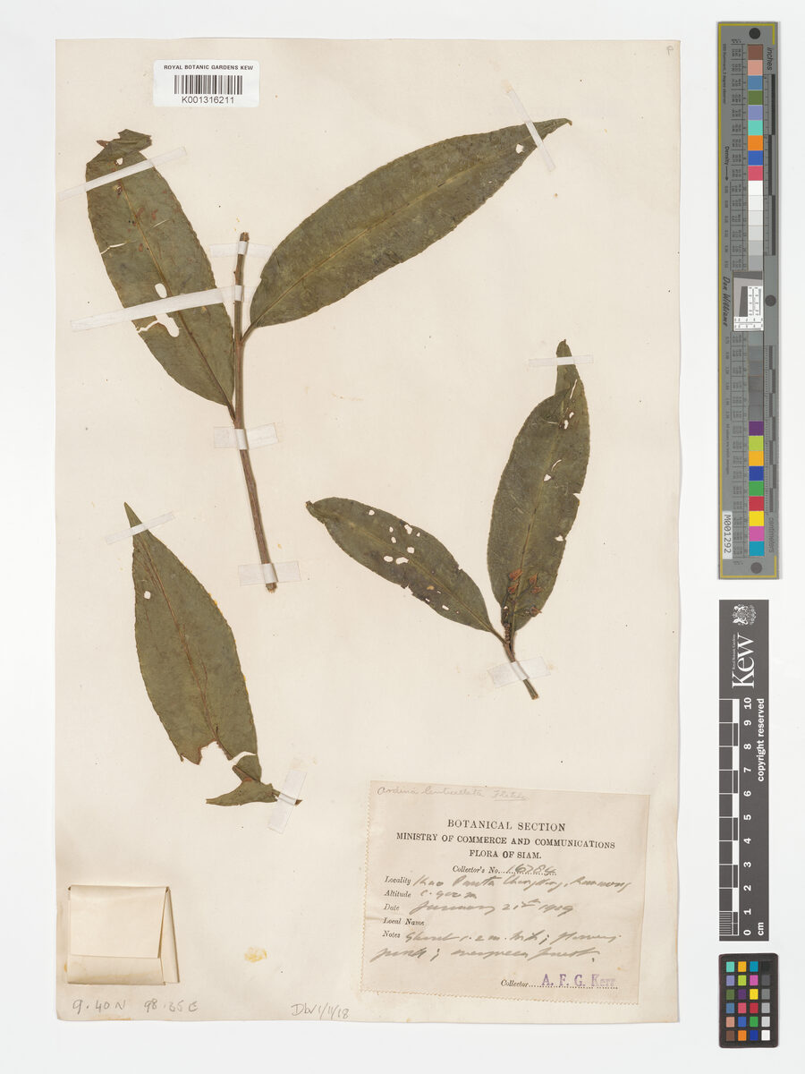 Ardisia lenticellata