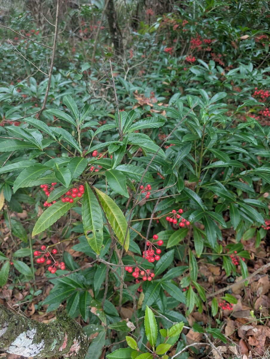 Ardisia neriifolia — photo