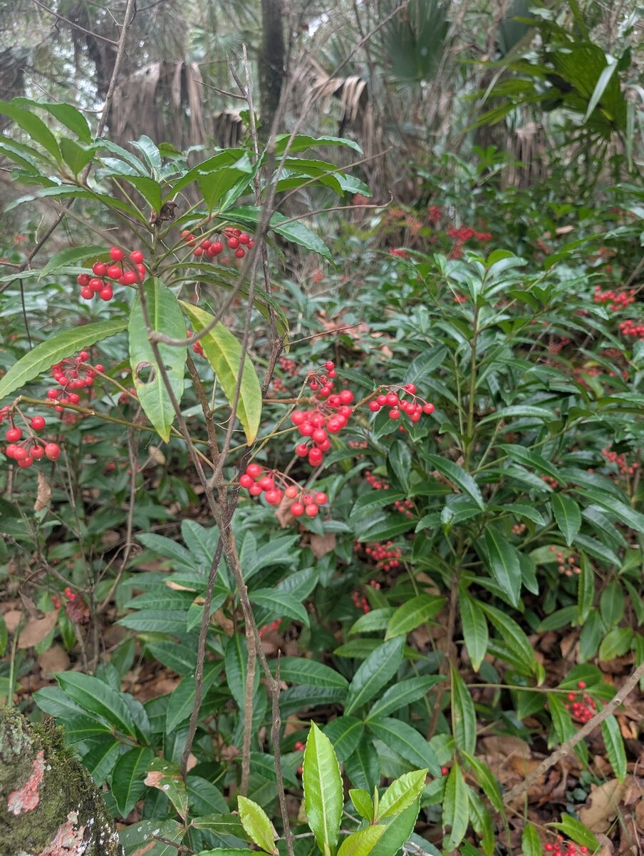 Ardisia neriifolia — photo
