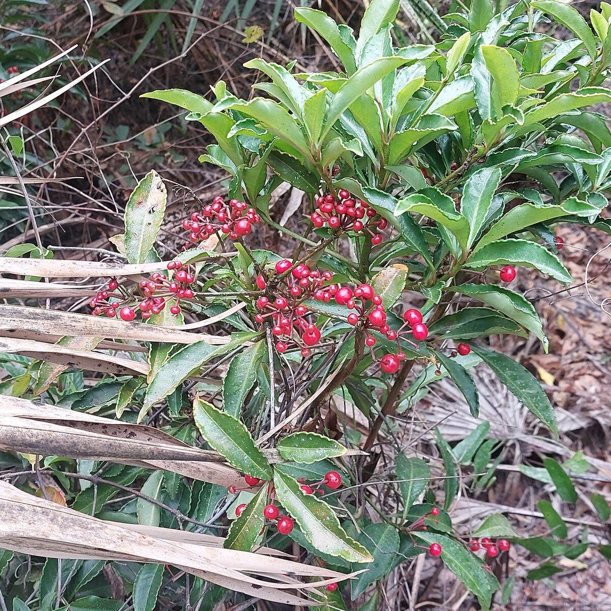 Ardisia neriifolia
