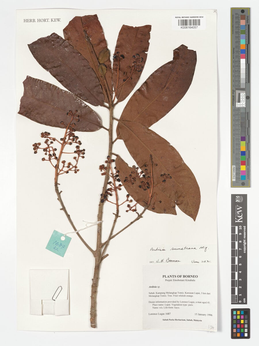 Ardisia sumatrana — photo