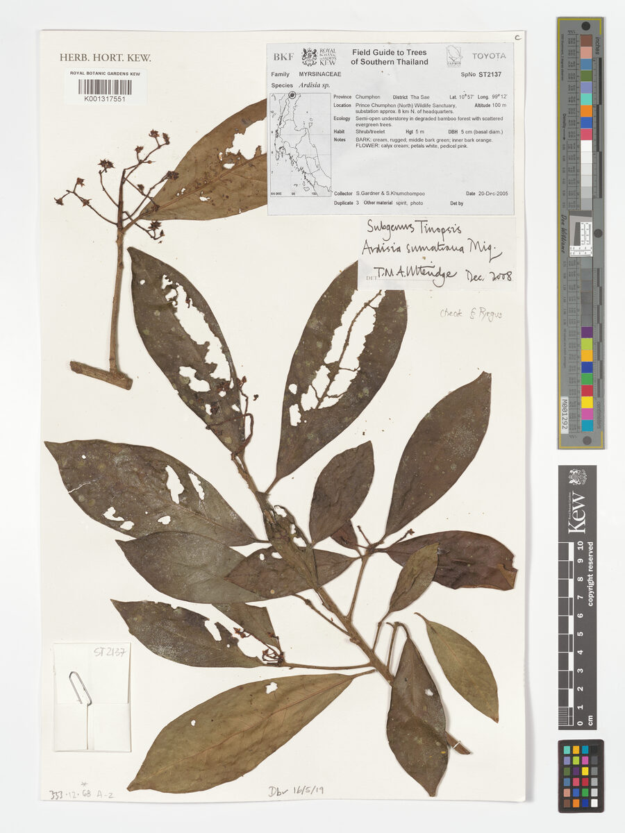 Ardisia sumatrana