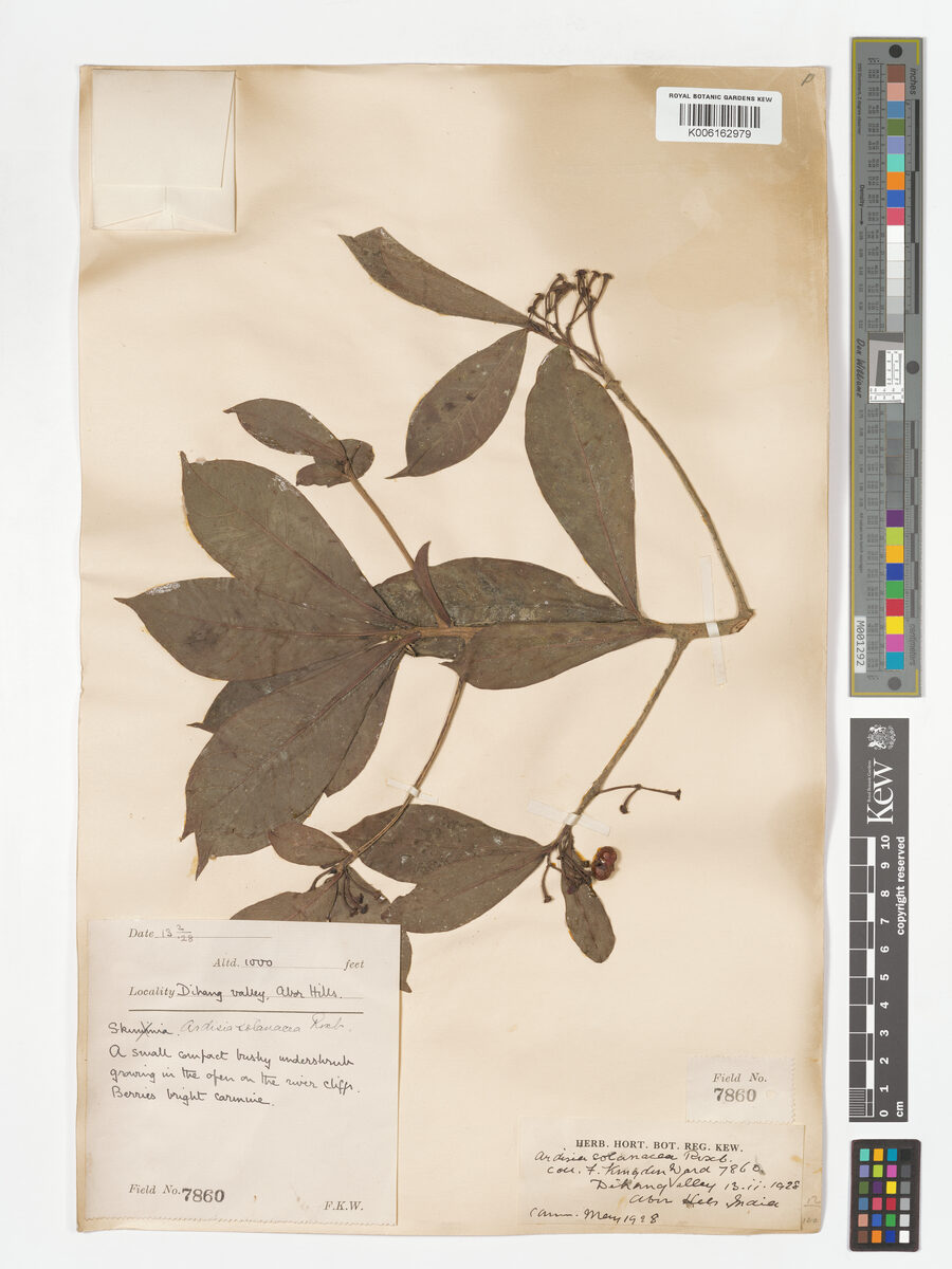 Ardisia thomsonii — photo