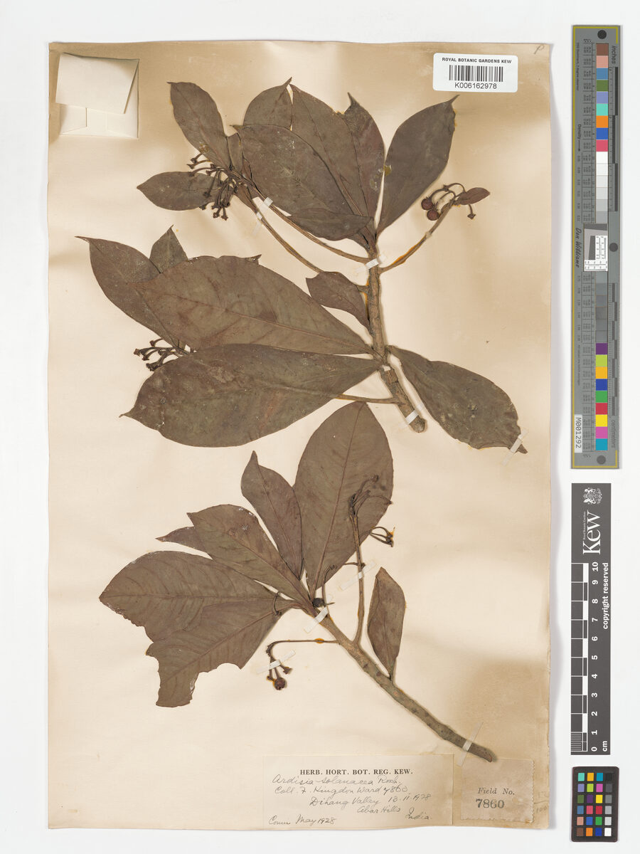 Ardisia thomsonii — photo