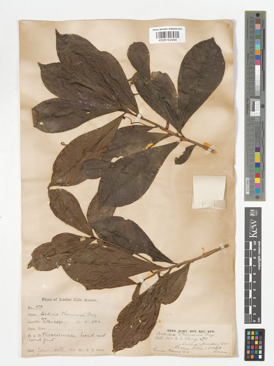 Ardisia thomsonii