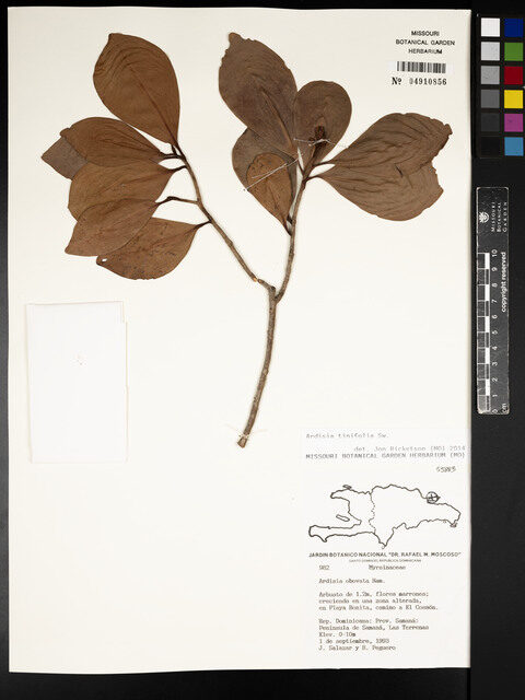 Ardisia tinifolia (Beef-wood) — photo
