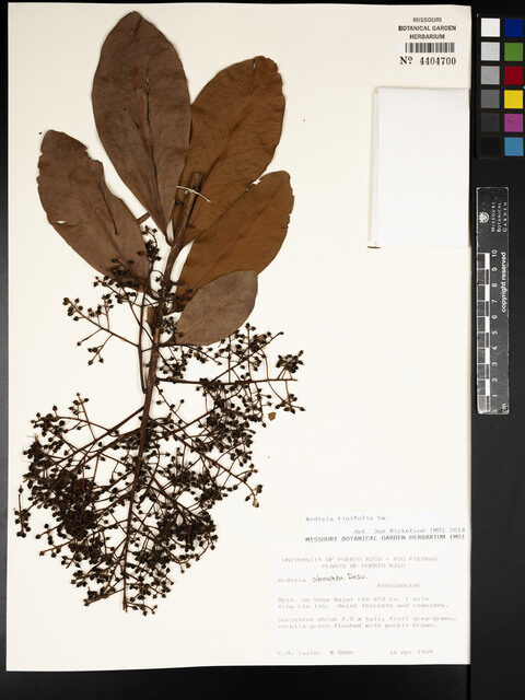 Ardisia tinifolia (Beef-wood) — photo