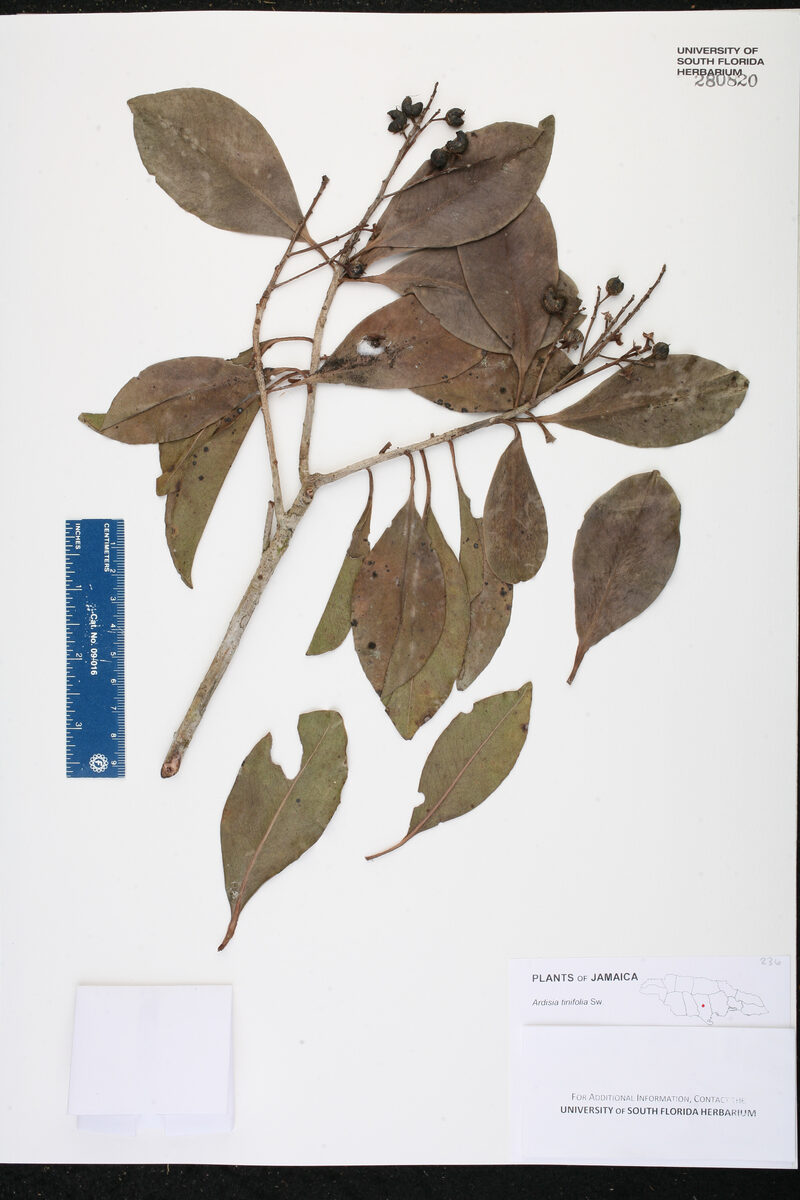 Ardisia tinifolia