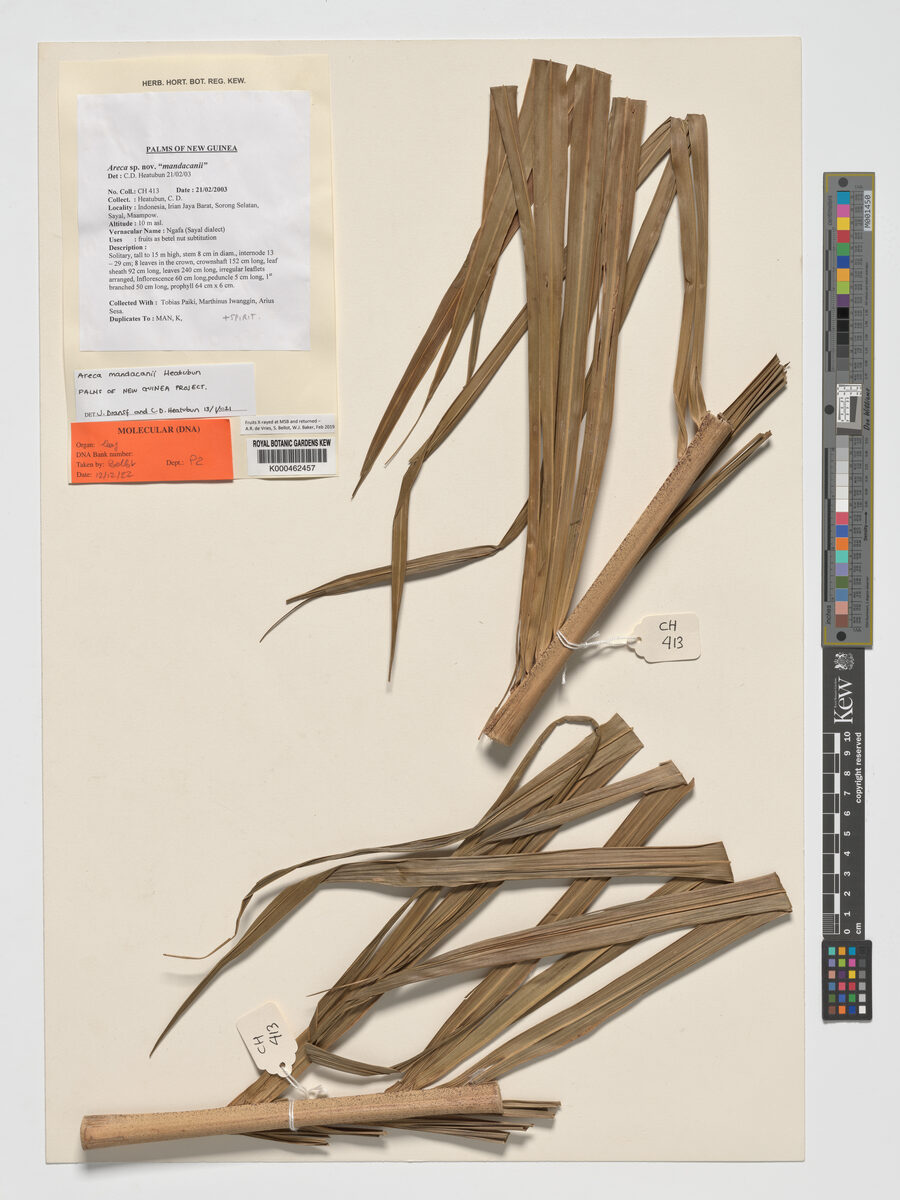 Areca mandacanii (Ngafa) — photo
