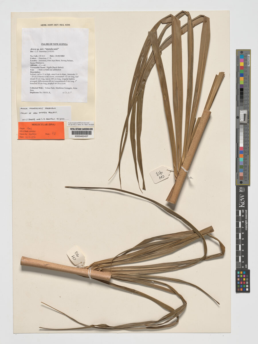 Areca mandacanii (Ngafa) — photo
