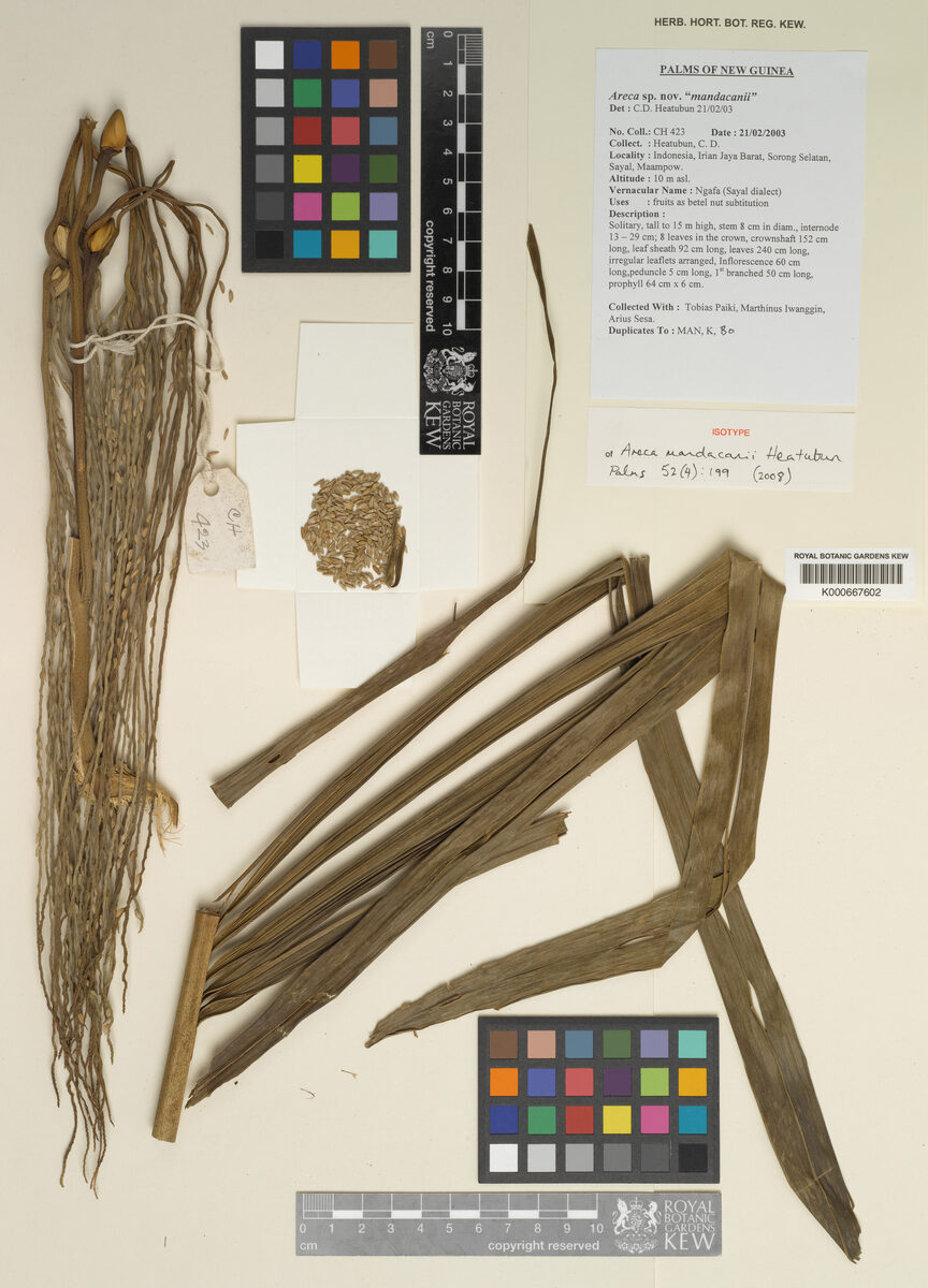 Areca mandacanii (Ngafa) — photo