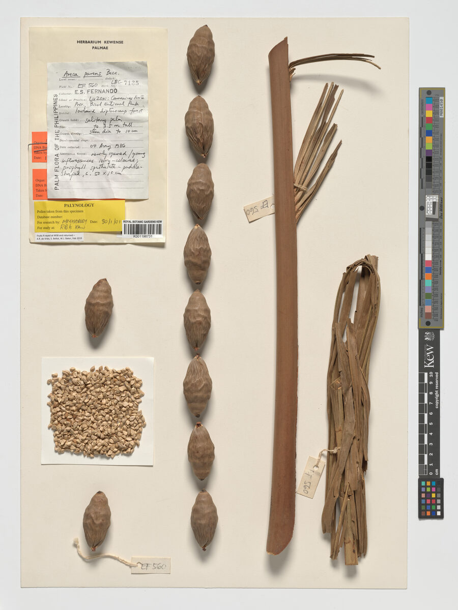 Areca parens (Takobtob) — photo
