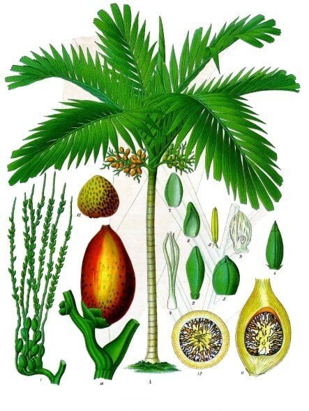 Areca parens