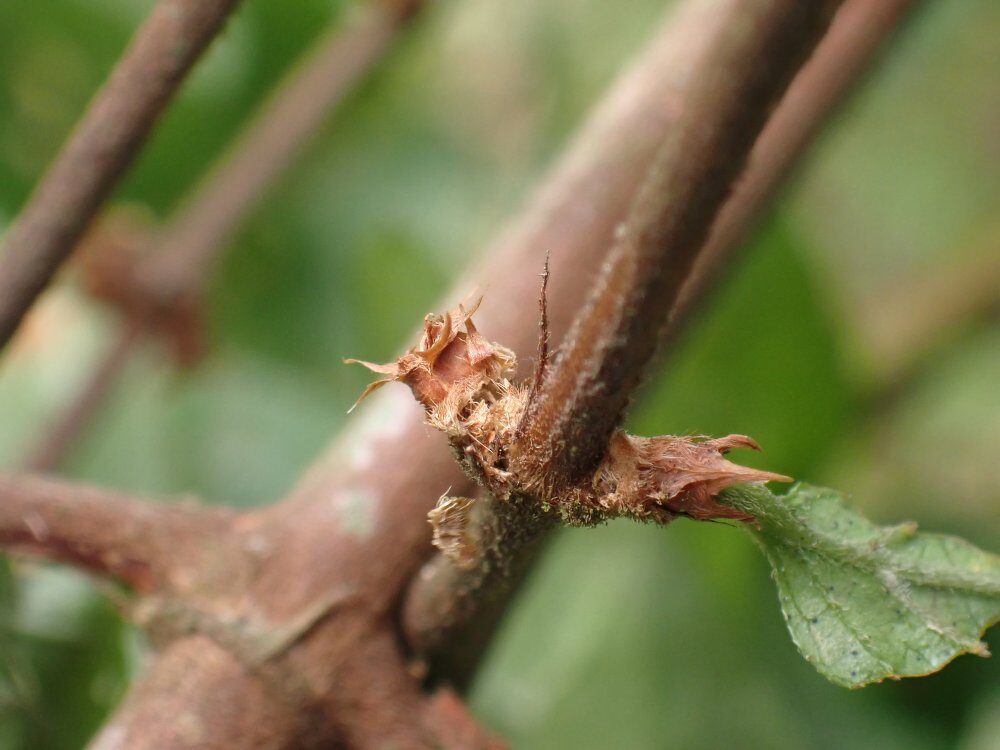 Argocoffeopsis eketensis — photo
