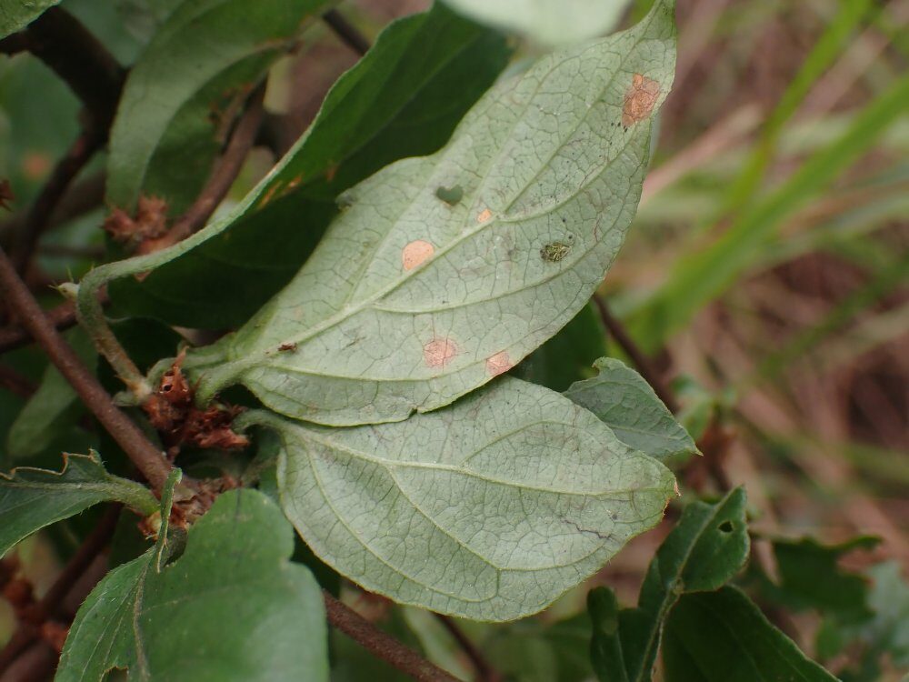 Argocoffeopsis eketensis — photo