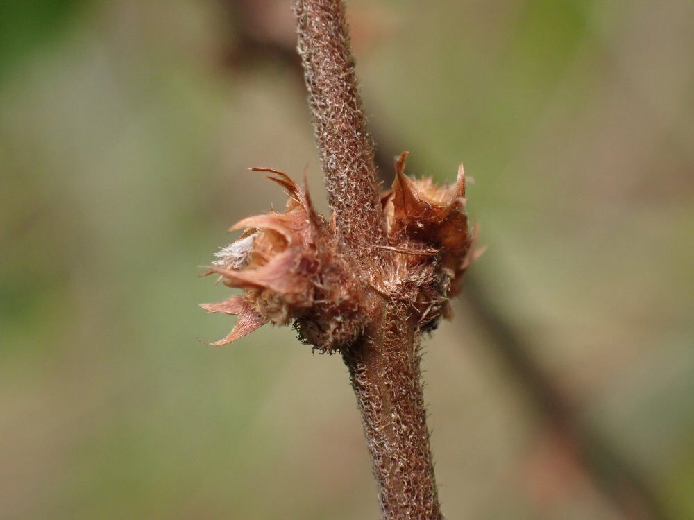 Argocoffeopsis eketensis